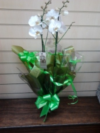 orchid plant