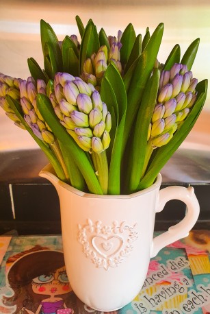 Jug of hyacinths